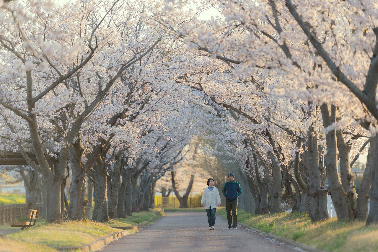 桜並木を歩く2人